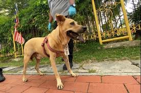 Documents similar to animal welfare act 2015 of malaysia. Penang Court Fines Clerk Rm30 000 For Animal Cruelty Malaysia Malay Mail