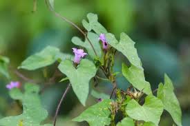 Image result for Ipomoea barteri