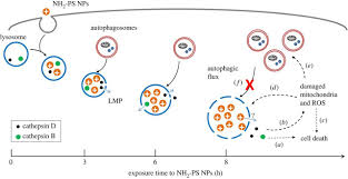 Centrioles are cell organelles that help in. Lysosome Dependent Cell Death And Deregulated Autophagy Induced By Amine Modified Polystyrene Nanoparticles Open Biology
