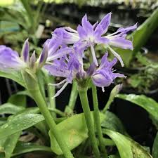 Image result for Ledebouria cooperi