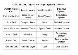 Cells Tissues Organs And Organ Systems Card Sort Teaching Resources