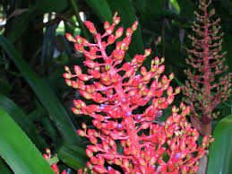 Image result for Cordia afra