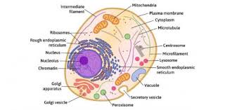 Draw an animal cell and label it. Animal Cell Part Labeling Quiz Questions Proprofs Quiz