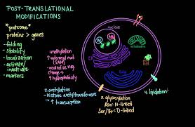 It may involve the modification of the amino acid side chain, terminal amino or carboxyl group by means of covalent or enzymatic means following protein biosynthesis. Post Translational Modifications Youtube