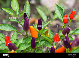Image result for Capsicum frutescens