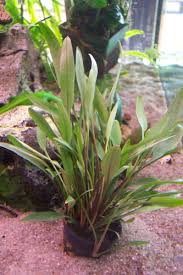 Cryptocoryne nevillii (a valid but different species); Cryptocoryne Lucens Schmalblattriger Wasserkelch Wsp Heckmeier De