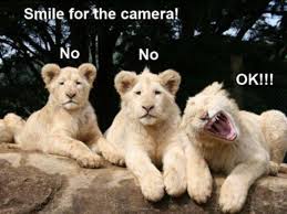 Lions Posing For The Camera Cute Funny Animals Funny Animals Animal Captions