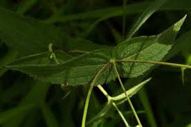 Image result for Aspilia mossambicensis