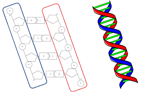 dna aufbau verstandlich erklart studyhelp online lernen