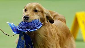 A miniature bull terrier competes daniel was the clear crowd favourite, going by the cheers and applause from the audience. Westminster Daniel The Golden Retriever Competes For Best In Show