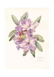 The best selection of free watercolor floral pattern vector art, graphics and stock illustrations. Rhododendron Flowers Painting Botanical Poster Watercolor Drawing Mauve Violet Flowers Botanical Art Botanical Floral Art Watercolor Drawing Flower Painting