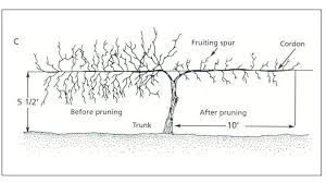 Image result for grape pruning
