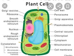 Cell wall (plant cells only): Plant Cell Diagram Crossword Brainly In