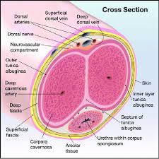 Maybe you would like to learn more about one of these? Illustration Of The Layers Of The Penis Download Scientific Diagram