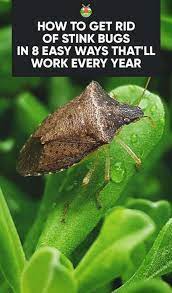 Getting rid of stink bugs in your home will be different than getting rid of them in your garden. How To Get Rid Of Stink Bugs In 8 Easy Ways That Ll Work Every Year