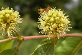 Image result for Berlinia