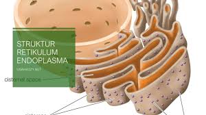 Fungsi sel hewan re kasar. Fungsi Retikulum Endoplasma Re Halus Dan Kasar Usaha Tiga Dua Satu