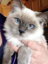 6 Wonderful Caring For A Ragdoll Cat Ideas Ragdoll Kitten Kitten Breeds Gorgeous Cats