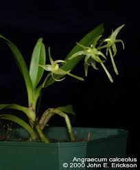 Image result for Angraecum calceolus