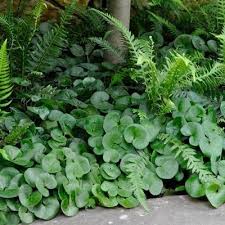 Asarum Europaeum Mansoor Laagste Prijs Groeneparadijs Nl Het Groene Paradijs Groenblijvende Tuin Schaduwtuinplanten Tuinplanten