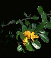 Image result for Brya