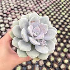 Image result for Margaretta rosea