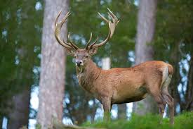Photo Tendez l'oreille pour couter le brame du cerf une sortie nocturne ...