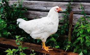 Arti mimpi ayam menurut penjelasan psikolog dan melihat pertanda baik buruk bagi masa depanmu dari sudut pandang ramalan primbon. Arti Sebenarnya Mimpi Melihat Ayam Putih Menurut Primbon Jawa