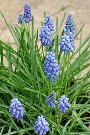 Beautiful blooming white spring flowers flat lay composition on blue background with space for text or beauty products presentation. 10 Award Winning Small Bulbs With Blue Flowers Rhs Gardening