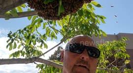 Un-bee-lievable! Fearless man drives along with swarm of bees in car