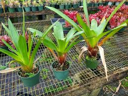 Image result for Alcantarea