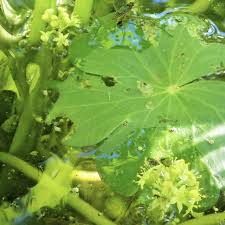 Image result for Hydrocotyle ranunculoides