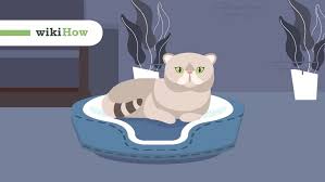 katzen entwurmen wikihow