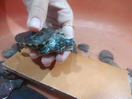 My Turtle Is Opening His Mouth And Making Sounds It Has Also Stopped Eating From Last 2 3 Days Nd Keeps Sleeping For Long Petcoach