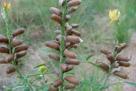 Image result for Crotalaria quarrei