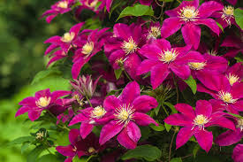We did not find results for: Clematis 80 Photos Types Care Cultivation Transplanting And Reproduction