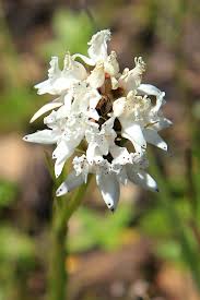 Image result for Diclis tenella