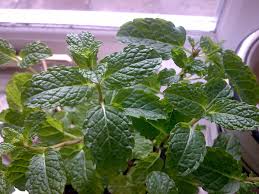 If you decide to grow peppermint, you will find that there are many uses for your plant. How To Grow Mint Indoors