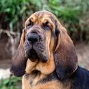 PuppyFind | Bloodhound Puppies for Sale