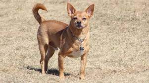 Most jack chis have short dense coats that are easy to maintain and don't shed a lot. Chihuahua Labrador Retriever Mix Labrahuahua Breed Information