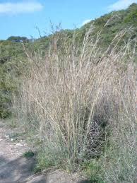 Image result for Andropogon perligulatus