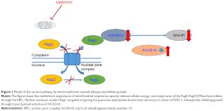 Potential sites of action of metformin are the insulin receptor and the. Metformin A Review Of Its Potential Indications Dddt