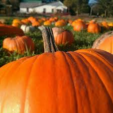 Many of our clean, quiet, and beautiful smoky mountain cabins lie at the foot of the great smoky mountain national park or near the crystal clear little pigeon river. Maples Ridge Homepage Maples Ridge Cabin Rentals