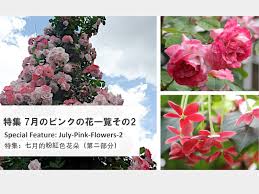 Image result for Combretum engleri