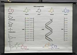 Details About Vintage Picture Poster Wall Chart Nucleic Acids Biology Dna Rna Genetics