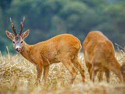 Usda zones are determined by minimum annual temperature average. What Are The Best Deer Resistant Plants Plantingtree