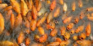 Apr 01, 2021 · how often do koi lay their eggs? Koi Symptom Diagnosis Hanover Koi Farms