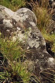 Image result for Albuca kirkii