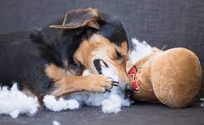 Why Does My Dog Eat Toys Bark