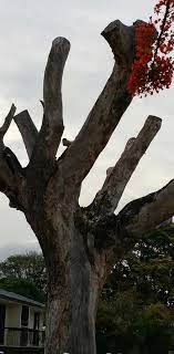 Sic code show 0783, ornamental shrub and tree services. Tree Lopping Heartwood Tree Solutions